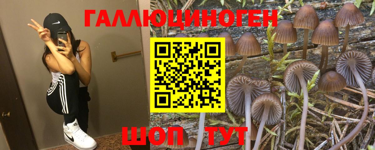 Камышин  Псилоцибиновые грибы Psilocybe  Вход с VPN  Галлюциногенные грибы Magic Shrooms 